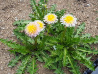 /album/fotogalerie-nabidka/taraxacum-pseudoroseum-jpg/